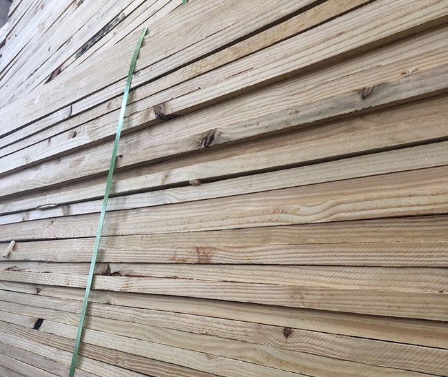 鲅鱼圈巴西松